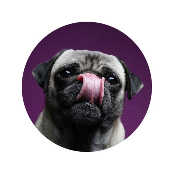 Meet your Posher, Monkee - Picture 3 of 7